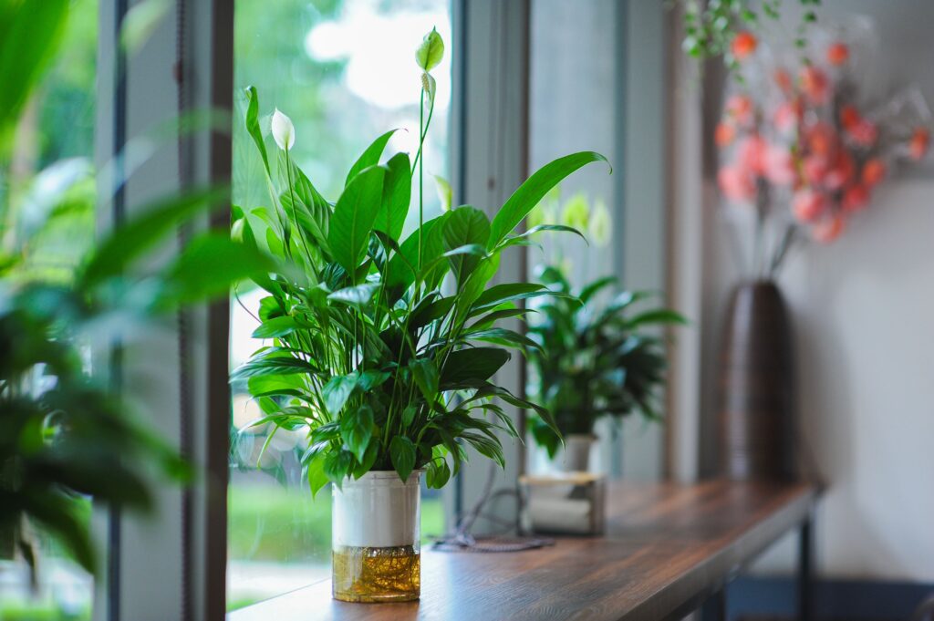 Plants