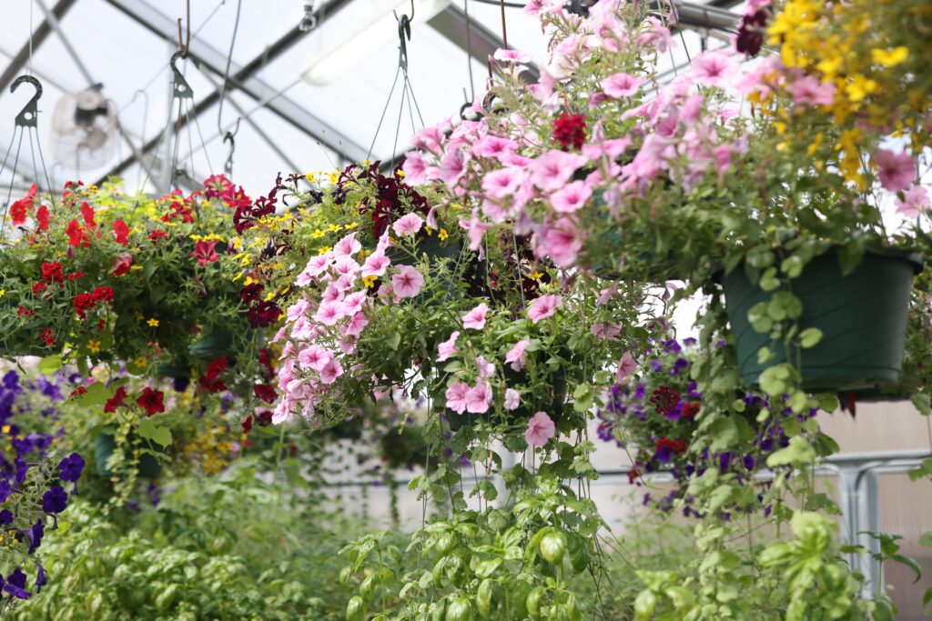 Hanging flowers